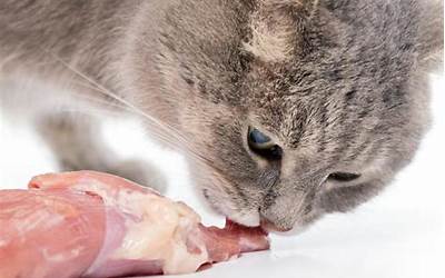吃猫肉有哪些危害 吃猫肉要注意什么